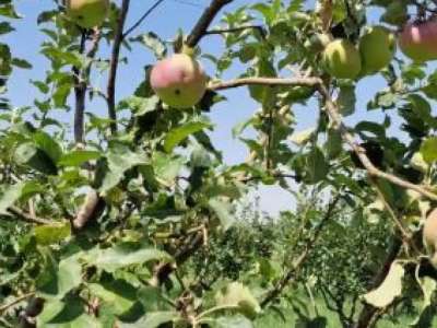 «Апорт» алмасының сорты қалпына келтіріледі