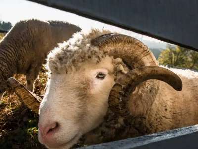 «Алаяқтар болуы мүмкін»: Мүфтият құрбандық шалатын азаматтарды абай болуға шақырды