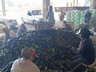 Түркістан облысында баялдының алғашқы өнімі жиналды