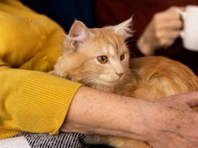 Мысыққа таланған Қостанай облысының тұрғыны қайтыс болды