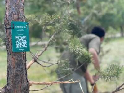 Астанадағы «Ғашықтар» саябағына қарағай ағаштары отырғызылды