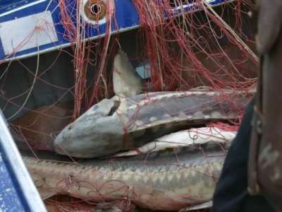 «Бекіре» акциясы барысында 600 келіден астам бекіре балығы тәркіленді