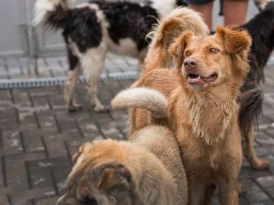 Атырауда​ ит аулайтын мекеме табылмай жатыр