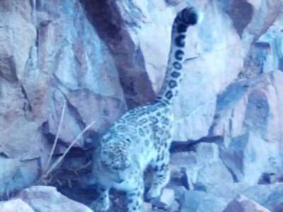 «Іле-Алатау» ұлттық паркінде қар барысы фототұзаққа түсті