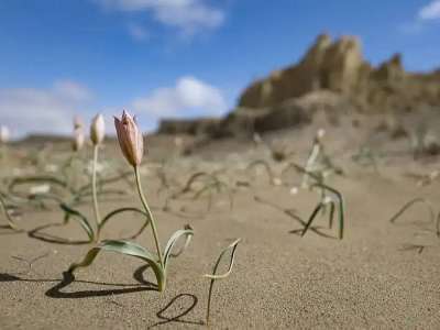 Маңғыстау даласында сирек кездесетін соғды қызғалдағы гүлдеді