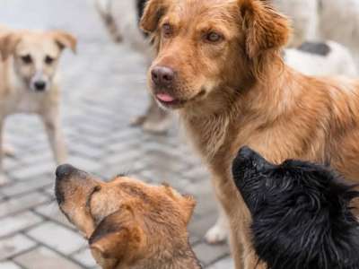 Атыраулықтар қаңғыбас иттердің көбейіп кеткеніне алаңдап отыр