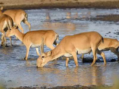 Елімізде ақбөкендер саны қалай реттеледі