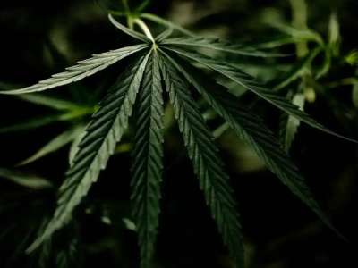 Техникалық қарасора өсімдігін өндірістік мақсатта өсіруге рұқсат етілуі мүмкін