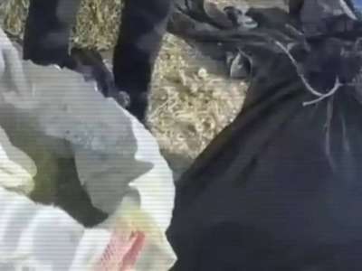 Жамбыл облысында шөп астынан 100 кг марихуана анықталды