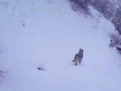 Ұлттық парк аумағында сирек кездестін жануарлар фототұзаққа ілікті (ВИДЕО)