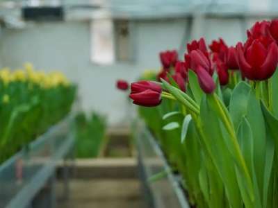 Ахмет Ясауи университетінің ботаникалық бағында қызғалдақтар гүлдеді