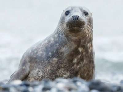 Ғылыми мақсаттар үшін сирек кездесетін су жануарлары сатып алынады