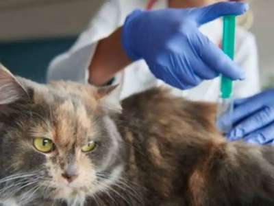 Астанада 9 мың қаңғыбас ит пен мысыққа микрочип салынды