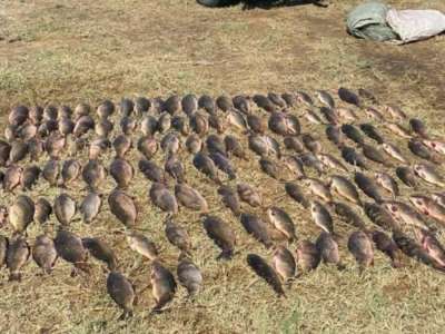 Ақтөбе облысының тұрғынынан заңсыз ауланған 75 келі сазан тәркіленді