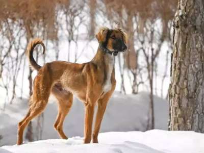 Елімізде жаңа мереке күні пайда болады