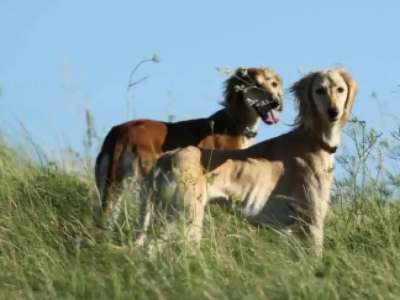 Тазының қанын бұзғандарды жауапкершілікке тарту ұсынылды