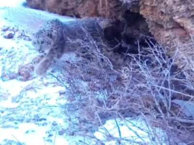 Сайрам-Өгем ұлттық паркінің аумағында қар барысы фототұзаққа түсіп қалды