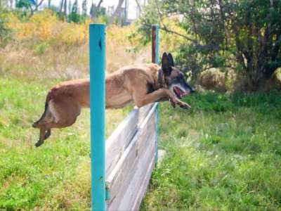 Қызметтік иттердің көмегімен мыңнан астам ұрлық ашылды