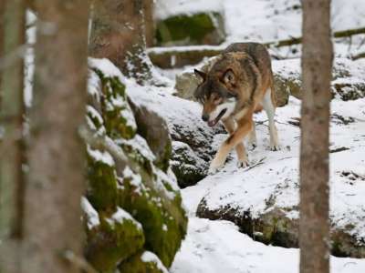 Елімізде қасқыр аулауға рұқсат берілді