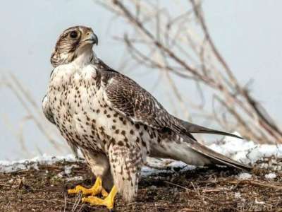 Ителгі құсын көбейту орталығын құру ұсынылды