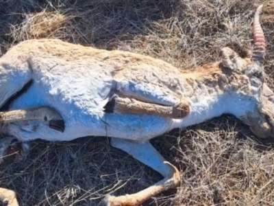 Атырау облысында киік қырылып жатыр