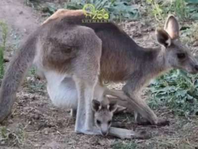 Шымкент зообағындағы кенгуру анасының қалтасында жарты жыл өмір сүрді