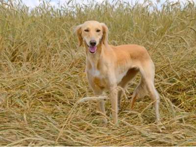 Халықаралық кинологиялық федерация Қазақстанға тазы тұқымының иесі деген мәртебе берді