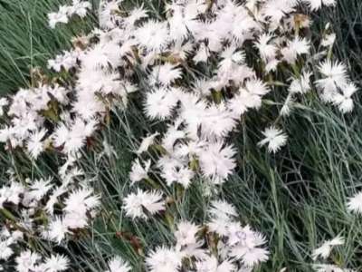 Астанаға Қытайдан әкелінген қалампырдың ірі партиясы жойылды