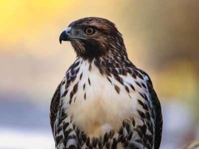 Жетісу облысында полицейлер сұңқарды заңсыз ұстаған азаматты анықтады