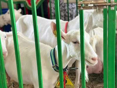 Моңғолиядан ешкінің бір басы қанша теңгеге сатып алынады – министр жауабы