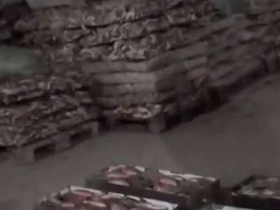 Елімізден 254 млн теңге тұратын көк серке еті заңсыз экспортталған