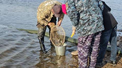 Ақмола облысында Сілеті өзеніне балық жіберу жүргізілді