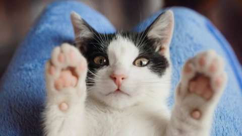 Маңғыстау облысында мысық тістеп алған ер адам көз жұмды