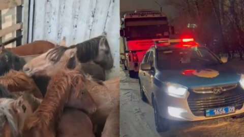 Қарағанды облысындағы блок-бекетте полицейлер ұрланған жылқылар тиелген жүк көлігін ұстады